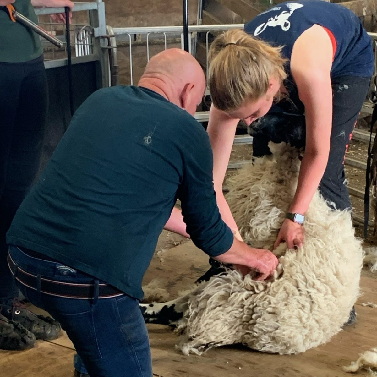 Sheep to Jumper