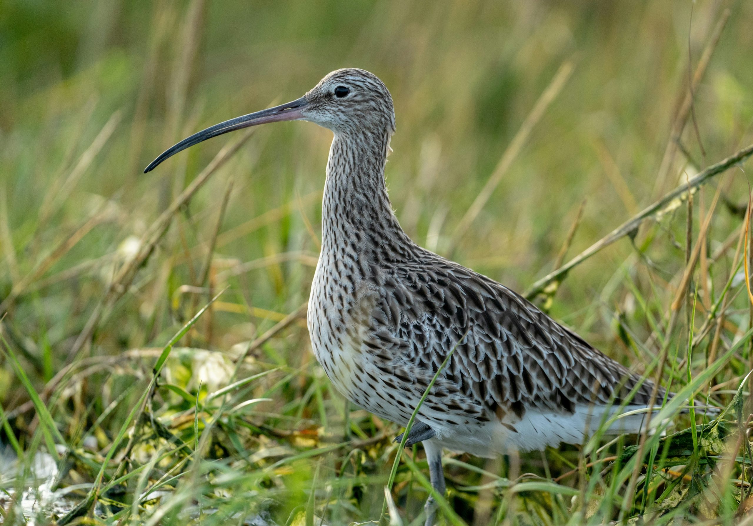 Soils and biodiversity curlew People place and environment Third Level