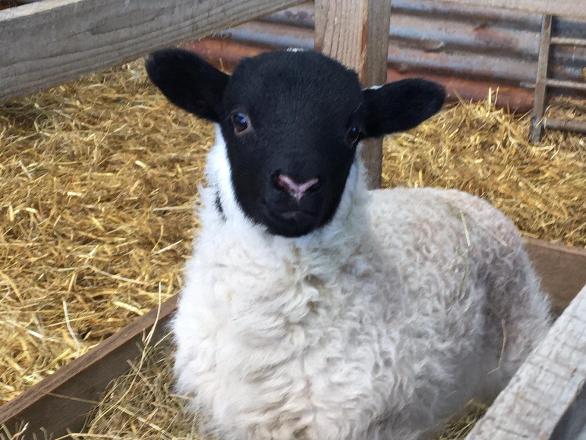 Meet the lambs