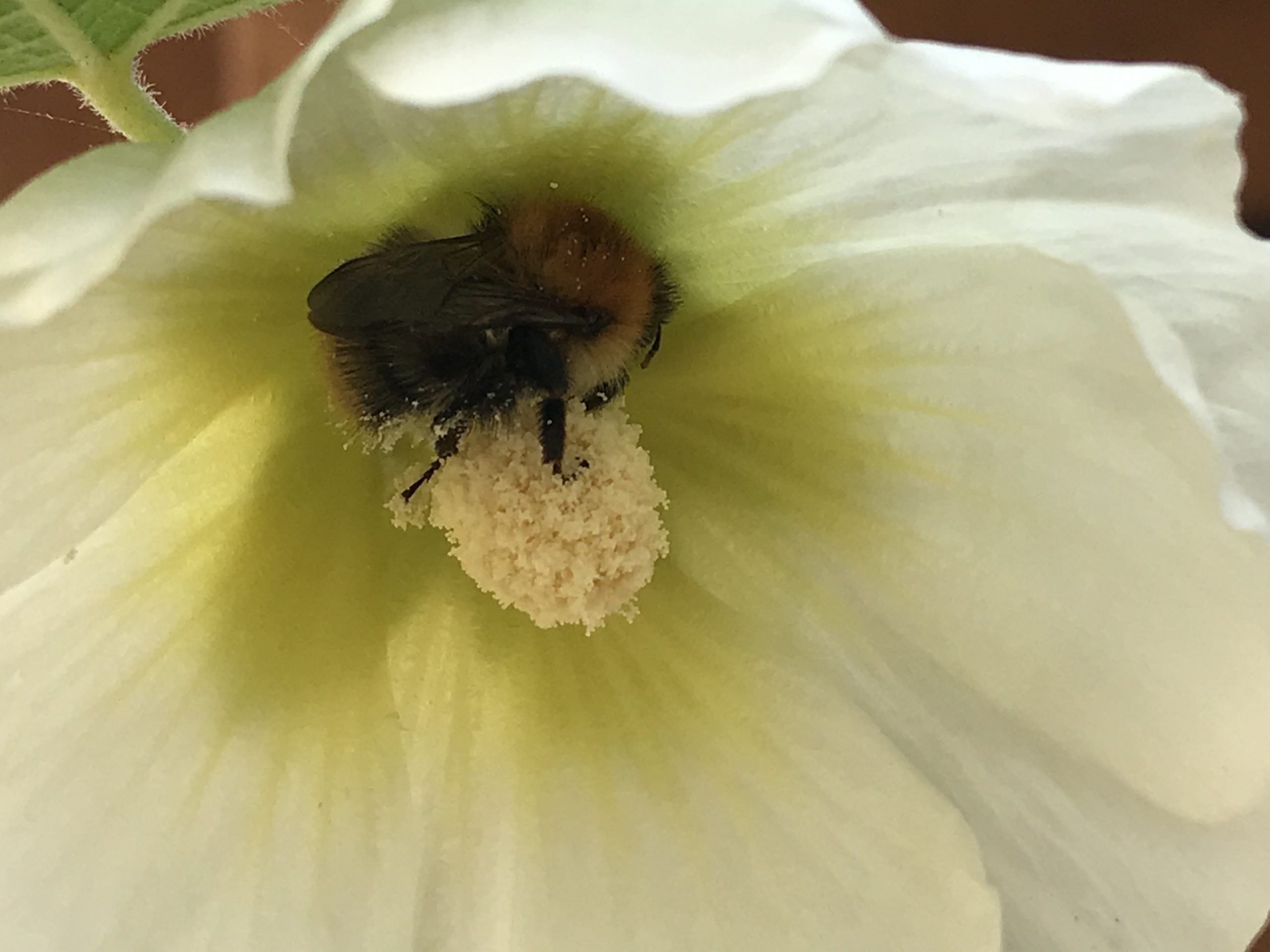 soils and biodiversity bee on flower Understanding my environment